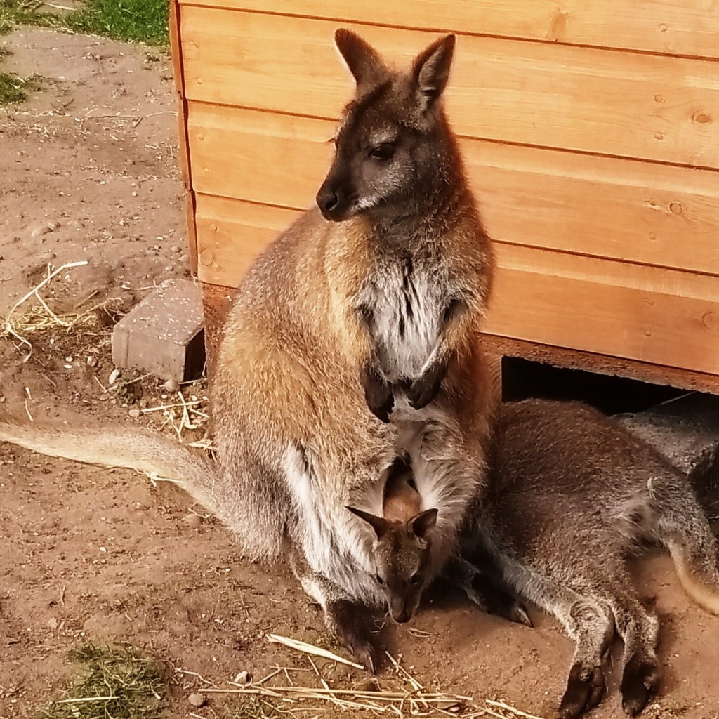 Review // Yorkshire Wildlife&nbsp;Park