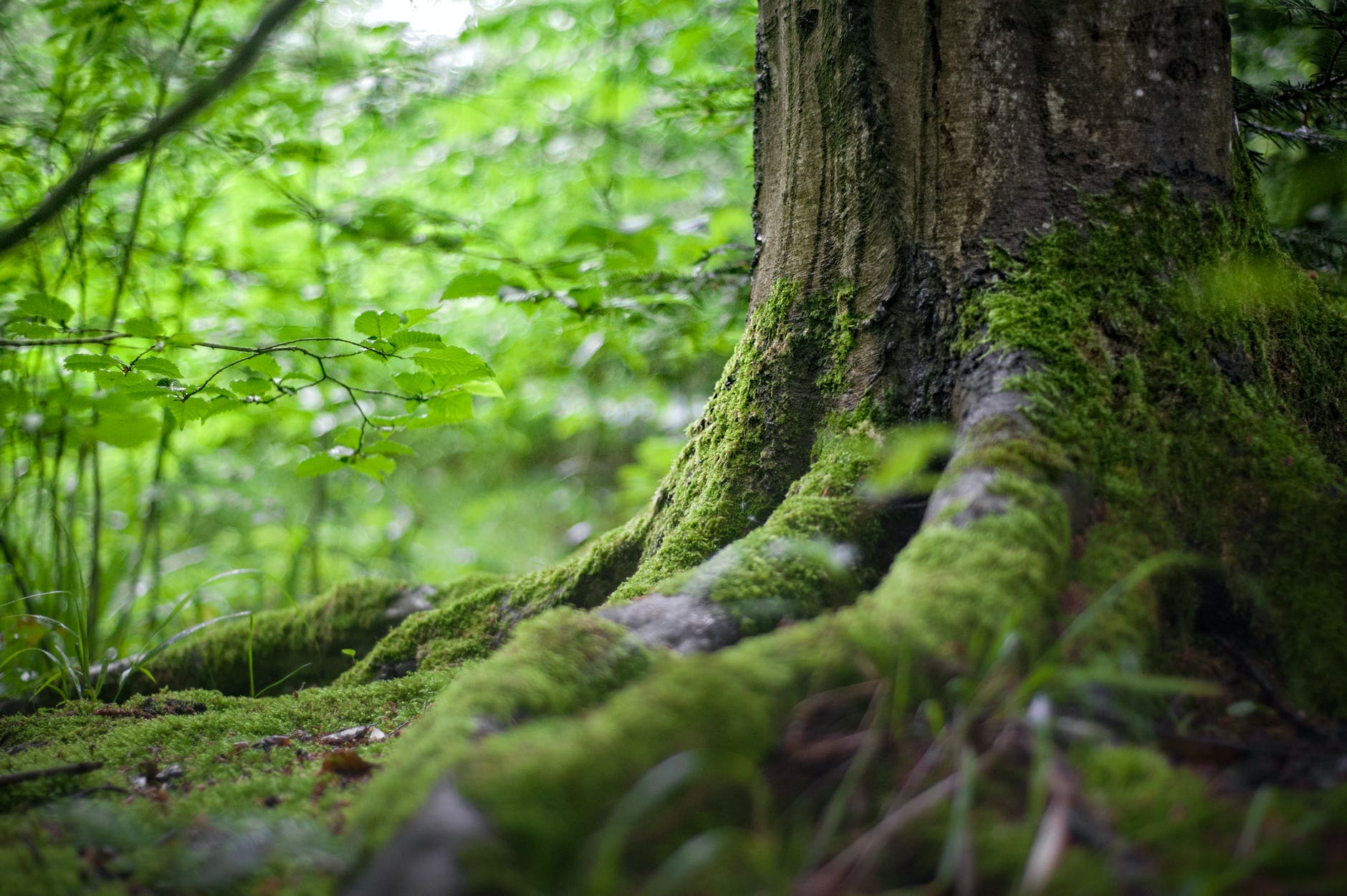 Wild Food Walk Lincs // Broughton Woods