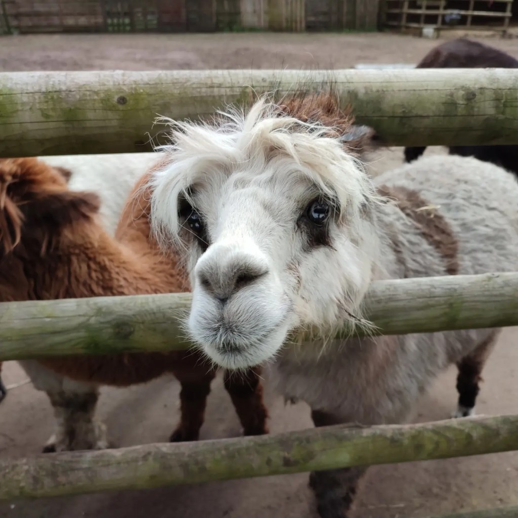 Review // Sunflower Park,&nbsp;Laughton